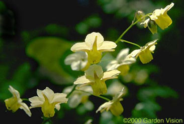 Epimedium x versicolor 'Sulphureum' - photo courtesy of Darrell Probst, Garden Vision