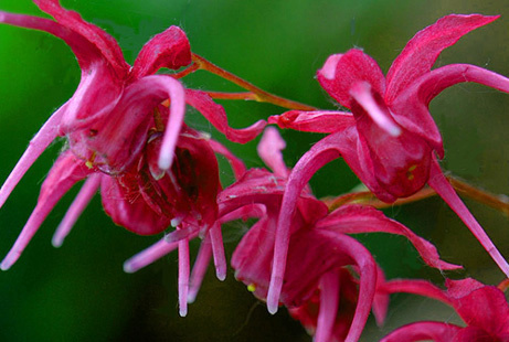 Epimedium grandiflorum 'Red Queen'