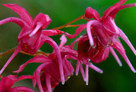 Epimedium grandiflorum 'Yubae'