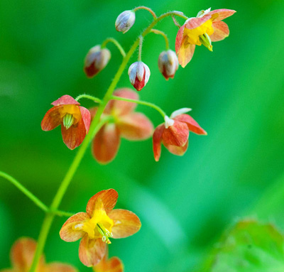 orange Epimedium x warleyense