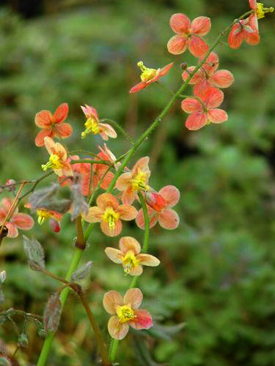 Epimedium x warleyense - photo courtesy of Darrell Probst, Garden Vision