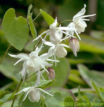 Epimedium x youngianum 'Yenomoto' - photo courtesy of Darrell Probst, Garden Vision