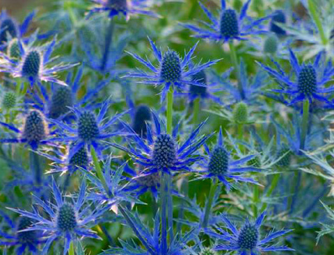 Eryingium 'Big Blue'                                                                - arguably the blues sea holly of all!