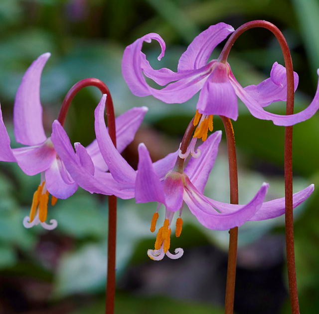 pink Pacific native Erythronium