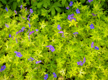Geranium 'Blue Sunrise' speaks for itself