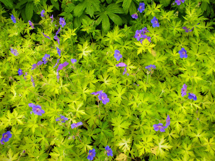 'Blue Sunrise' Geranium