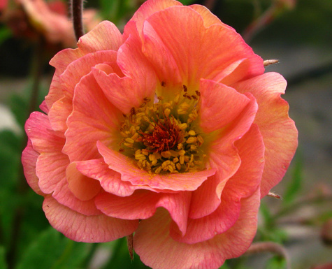 'Mai Tai' geum