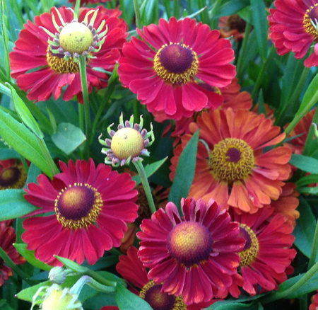 'Mariachi Ranchera' compact Helenium