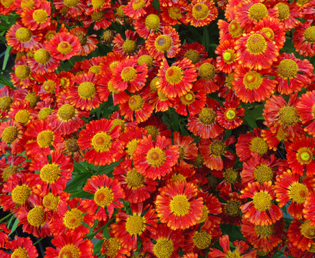 'Salsa' compact Helenium