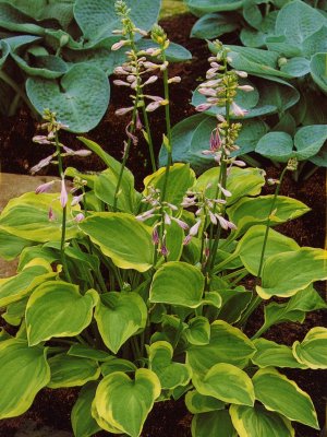 Hostas Golden Tiara and sieboldiana Elegans - proven favorites