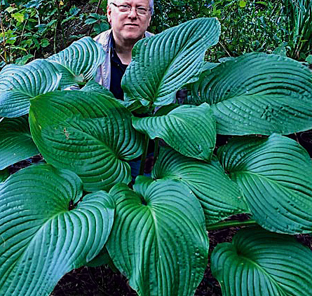 Hosta 'Kingsize' - leaves the size of skunk cabbage!