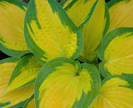 Hosta 'Orange Marmalade'