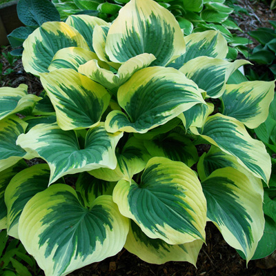Hosta 'Liberty'  