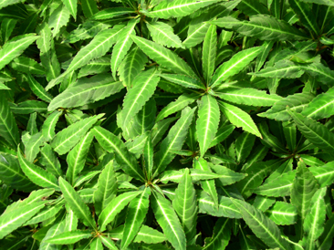 Impatiens omeiana