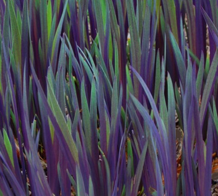 'Dark Aura' variegated Iris