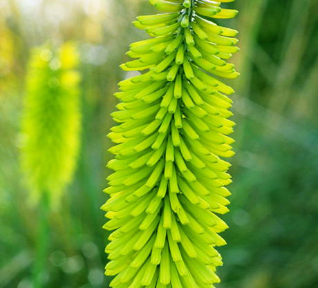 Kniphofia 'Limelight' - amazing designer cut flowers!