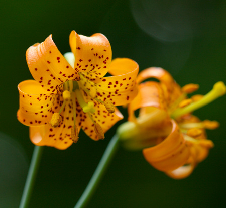 native Clumbia lily