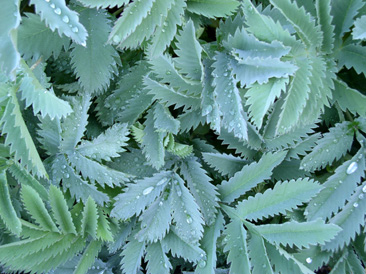 Melianthus 'Steve Antonow'