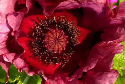 Oriental Poppy 'Royal Chocolate Distinction'                                          -  feel better now?