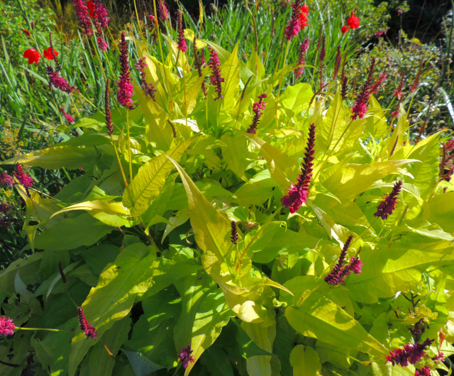 'Golden Arrows' Persicaria