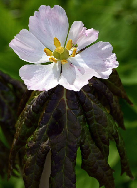 Himalayan mayapple