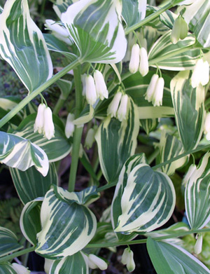 Candystripe solomon's seal