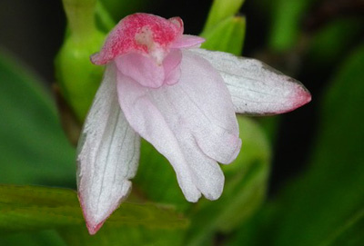 Roscoea scillifolia