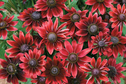 'Cherry Brandy' Rudbeckia  -  for whatever ails you