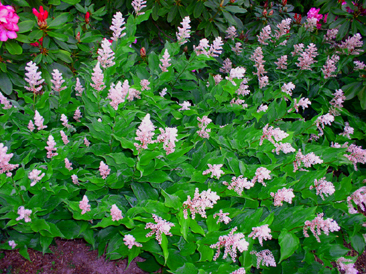Flase Solomon's Seal - a great natural garden plant