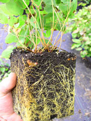 Epimedium 'Sulphureum' ready to go in a 4x5 pot