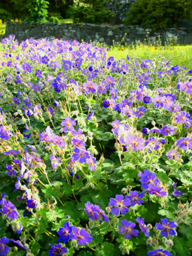 Geranium 'Terra Franche' in our garden