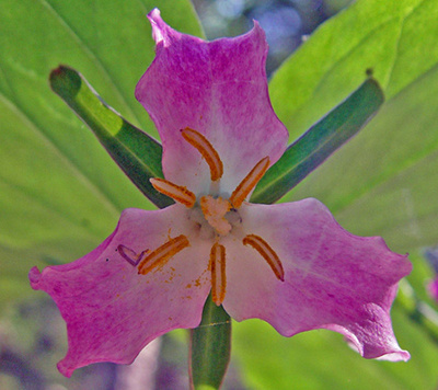 Trillium catesbaei