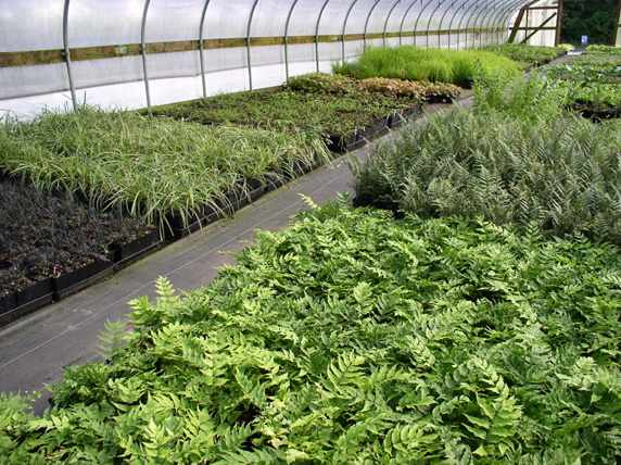 ferns and companions