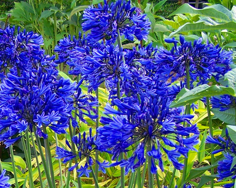 'Brilliant Blue' dwarf Agapanthus