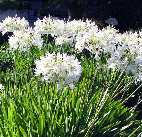 Polar Ice agapanthus