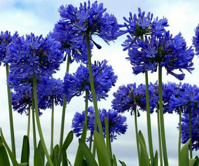 'Blue Yonder' compact Agapanthus