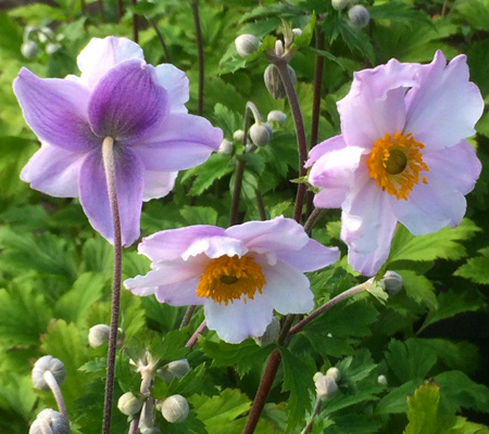 Ruffled Swan perpetual Anemone
