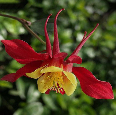 native Camas