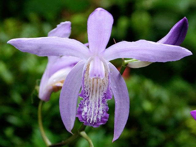 Murasaki Shikibu violet ground orchid