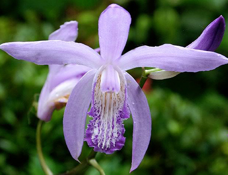 Bletilla striata white hardy orchid