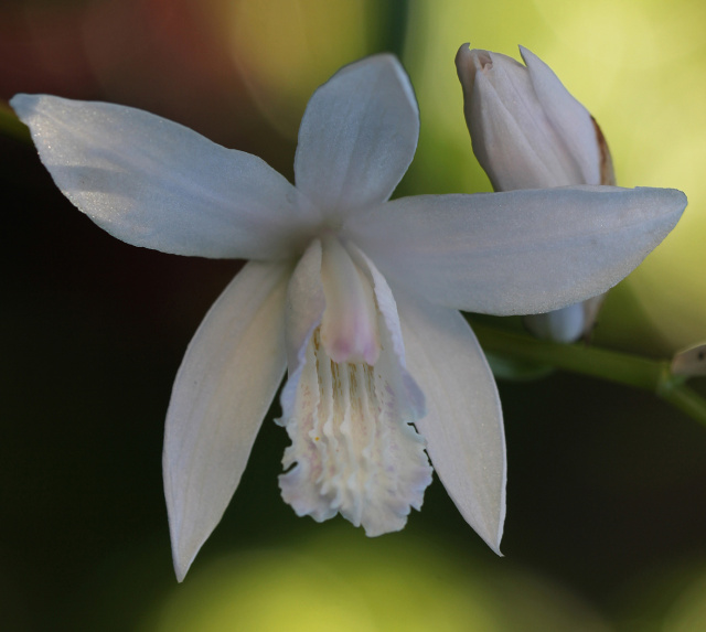 Red wakerobin - Trillium erectum