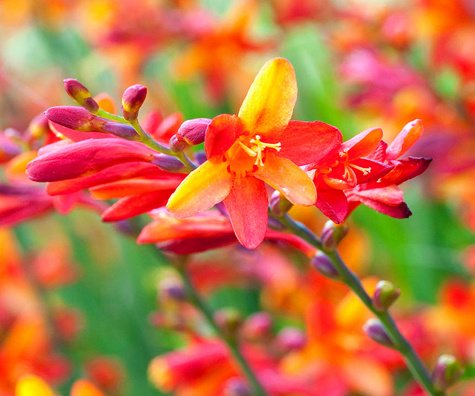 'Harlequin' polite bicolor Crocosmia