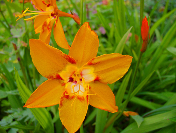 Crocosmia Star of the East