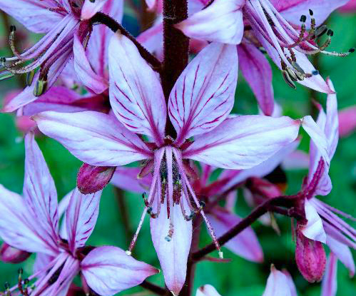 Dictamnus  gas plant