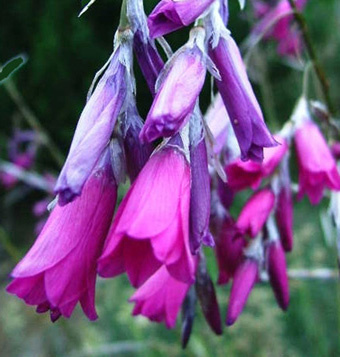 Dierama - Angel's Fishing Rod