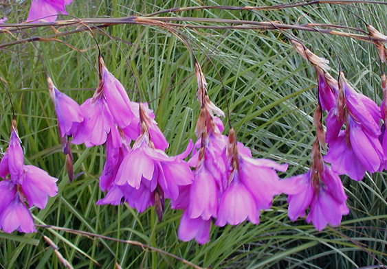 Dierama pulcherrima