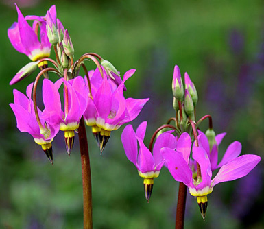 pink Pacific native Erythronium