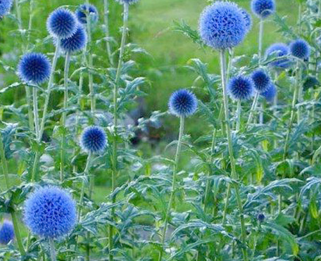 'Blue Glow' globe thistle