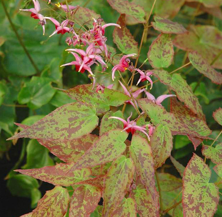 Epimedium grandiflorum 'Yubae'