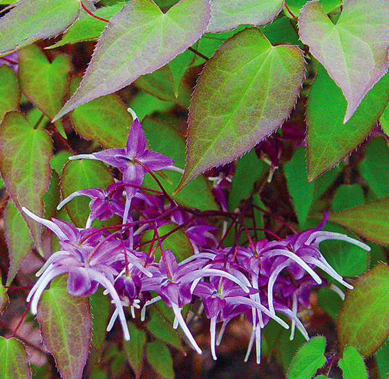 Epimedium 'Waterfall'